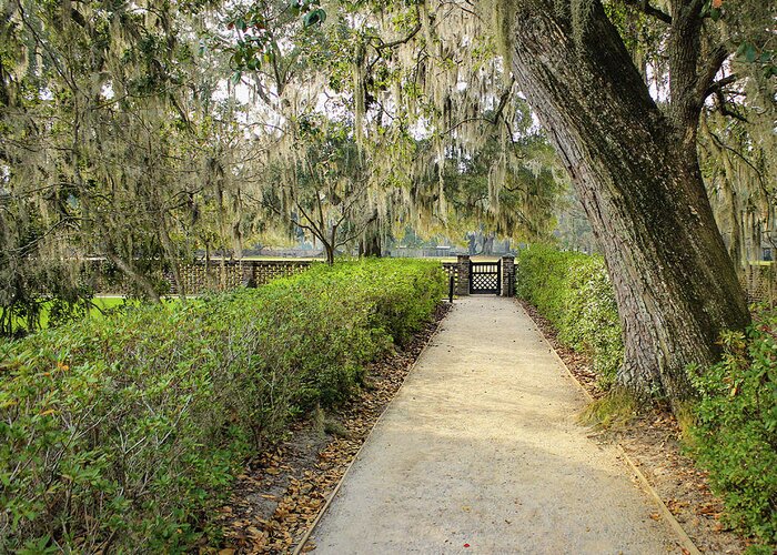 Middleton Place Plantation Greeting Card featuring the photograph Gateway to Summer by Cindy Robinson
