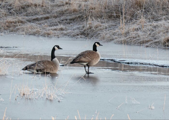 Geese Greeting Card featuring the photograph Geese On Ice by Phil And Karen Rispin