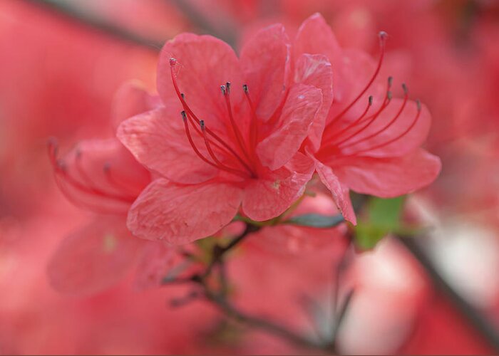  Greeting Card featuring the photograph Gentle Red Blooms Of Rhododendron Kaempferi Closeup by Jenny Rainbow