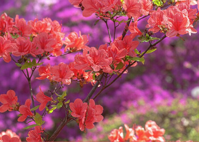  Greeting Card featuring the photograph Gentle Red Of Rhododendron Kaempferi 3 by Jenny Rainbow