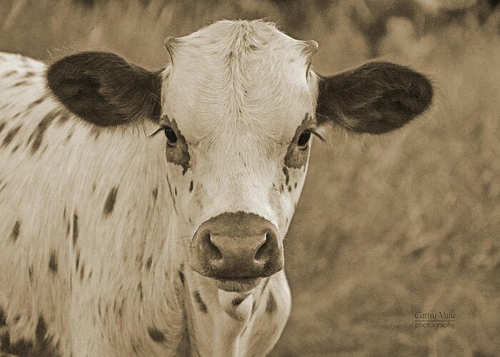Texas Longhorn Calf Picture Greeting Card featuring the photograph Georgie the longhorn calf in Sepia by Cathy Valle