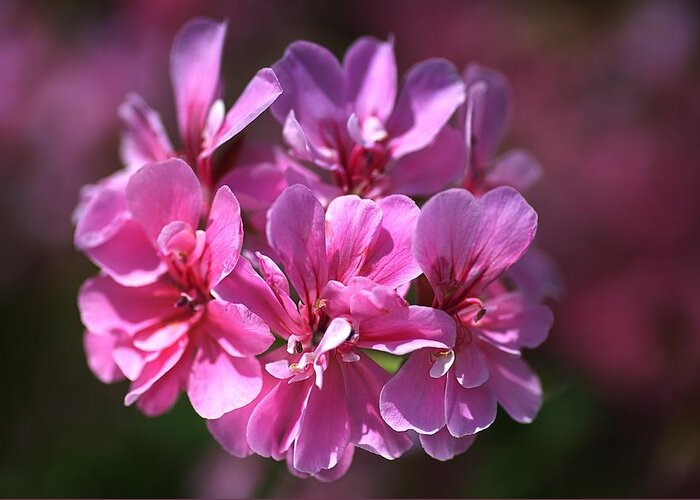 Cranesbills Greeting Card featuring the photograph Geranium Pink Flowers by Joy Watson