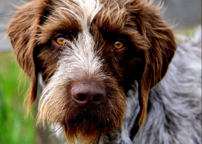 Dog Greeting Card featuring the photograph German Wirehaired Pointer by Kae Cheatham
