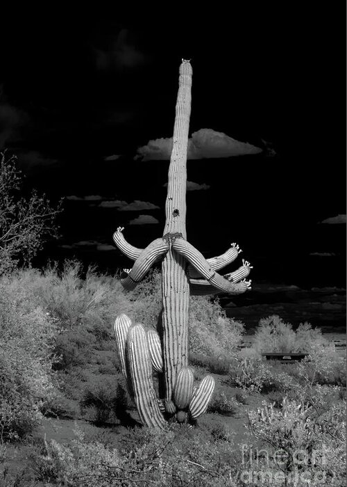 Ir Greeting Card featuring the photograph Ghostly Saguaro #1 by Kenneth Johnson