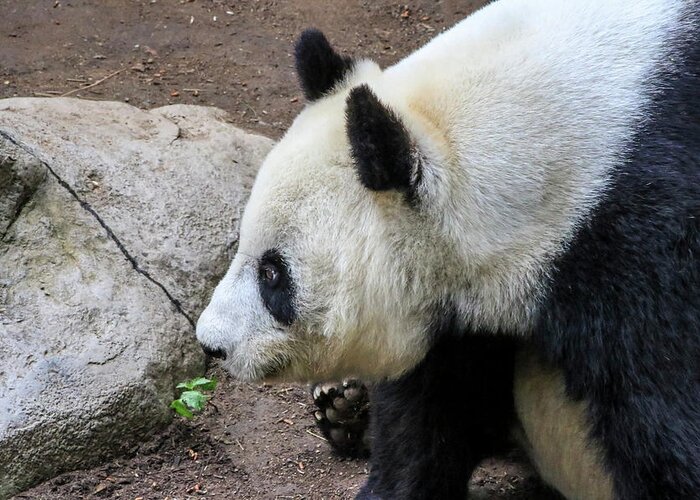 Animals Greeting Card featuring the photograph Giant Panda 2 by Dawn Richards