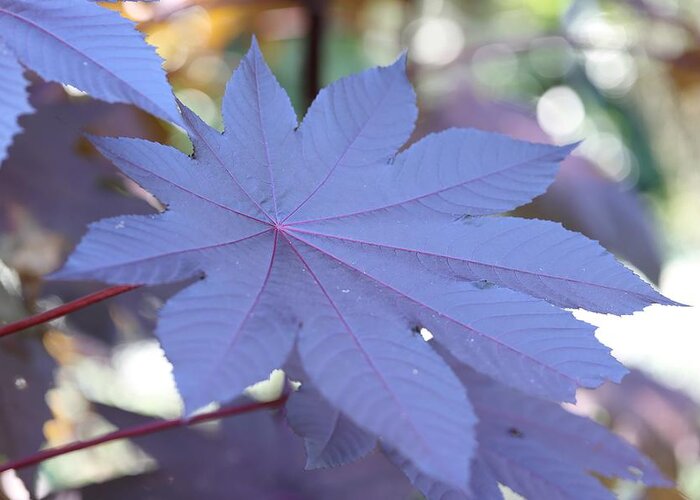 Castor Bean Plant Greeting Card featuring the photograph Giant Purple Leaves by Mingming Jiang