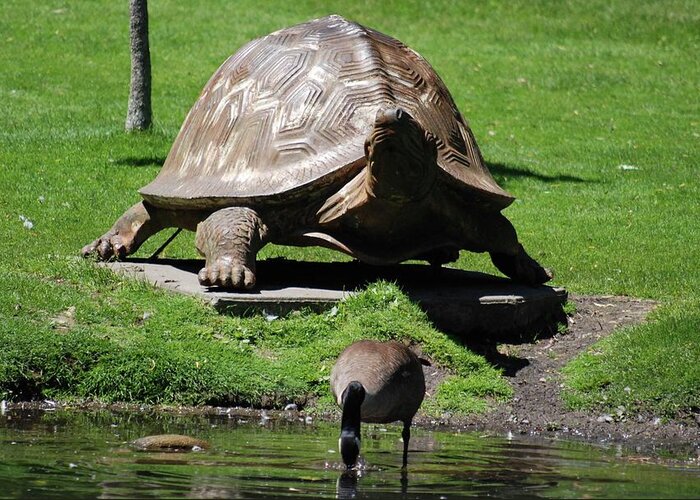 Canadian Geese Greeting Card featuring the photograph Giant Tortoise And Geese by Ee Photography