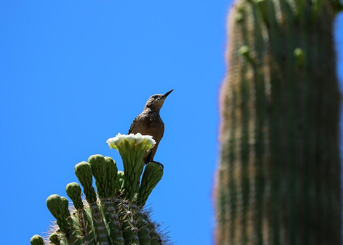 Arizona Greeting Card featuring the photograph Gila Woodpecker on Saguaro Cactus by Dawn Richards