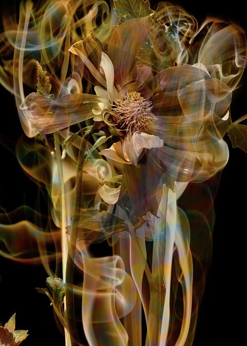 Dahlia Greeting Card featuring the photograph Given Natures by Cynthia Dickinson