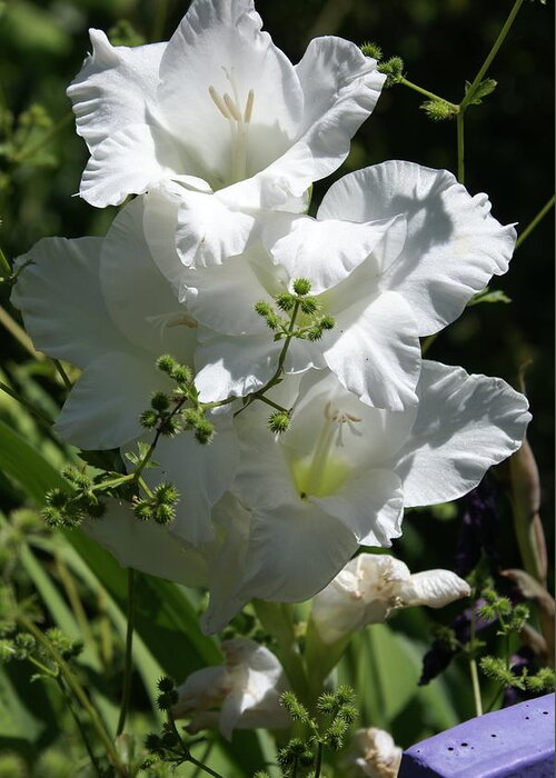  Greeting Card featuring the photograph Gladiolus by Heather E Harman