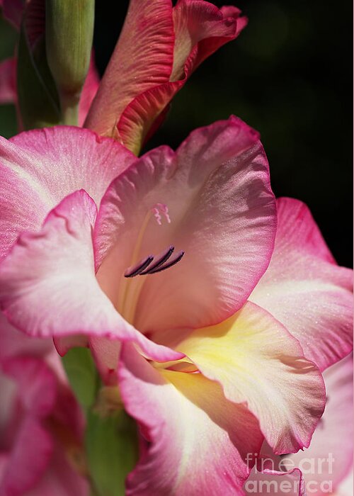 Gladiolus Greeting Card featuring the photograph Gladiolus In Pink by Joy Watson