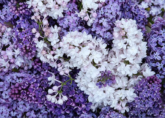 Face Mask Greeting Card featuring the photograph Glorious Lilacs by Theresa Tahara
