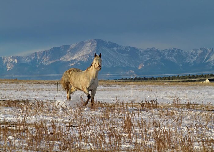 Horse Greeting Card featuring the photograph Glory Dancing by Alana Thrower