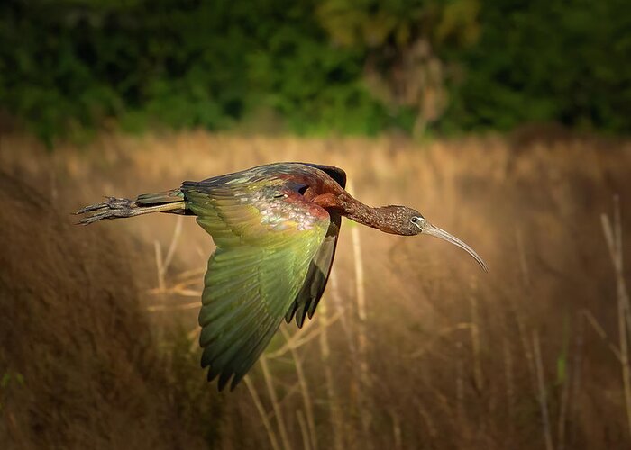 Ibis Greeting Card featuring the photograph Glossy Ibis in Flight by Mark Andrew Thomas