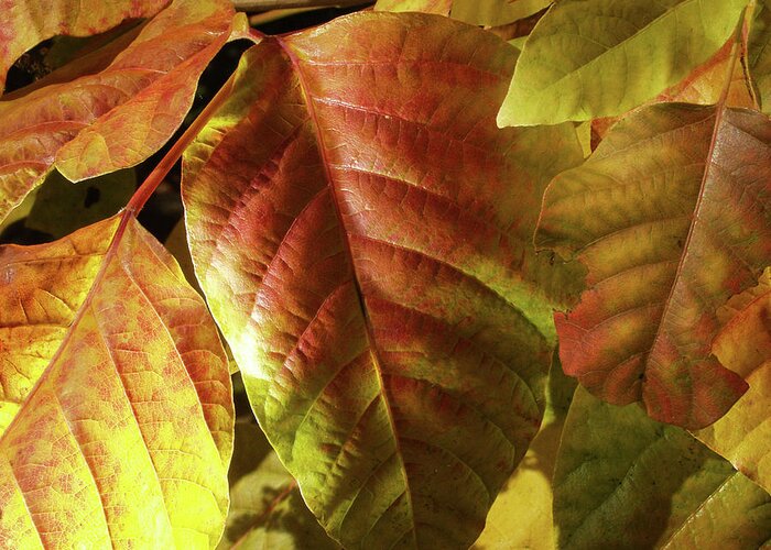 Leaves Greeting Card featuring the photograph Glowing Autmn Colors by Steven Nelson