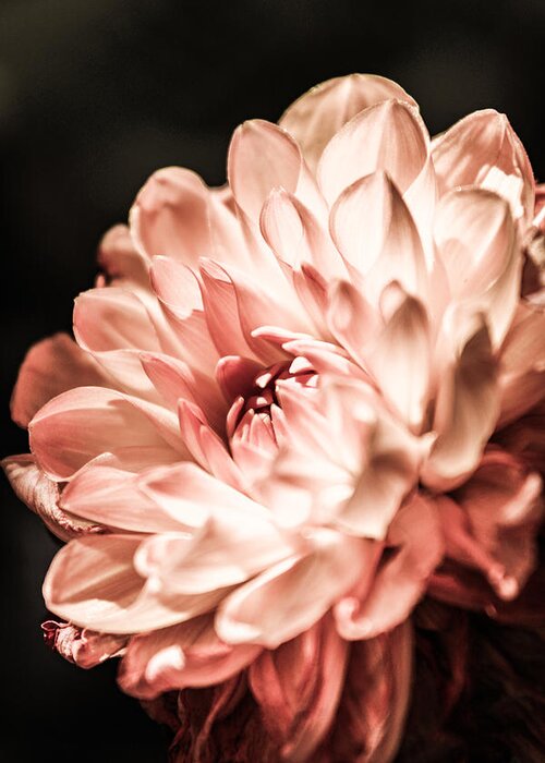 Dahlia Greeting Card featuring the photograph Glowing Bright Dahlia by W Craig Photography