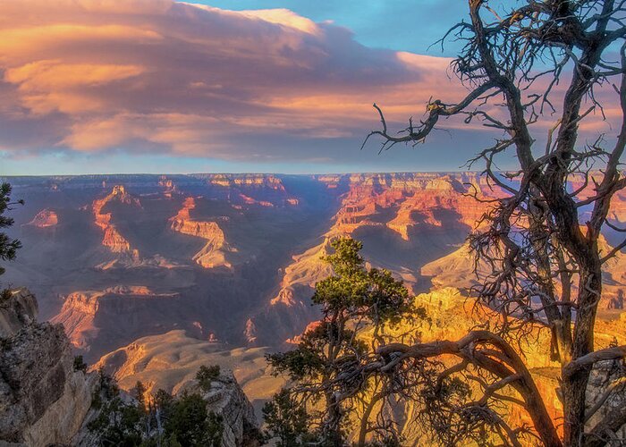 Arizona Greeting Card featuring the photograph Gnarled juniper on Canyon Rim by Jeff Folger