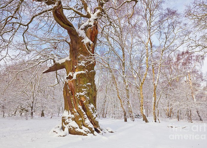 Sherwood Forest Country Park Greeting Card featuring the photograph Gnarled oak tree in fresh snow, Sherwood Forest, Nottingham, England by Neale And Judith Clark