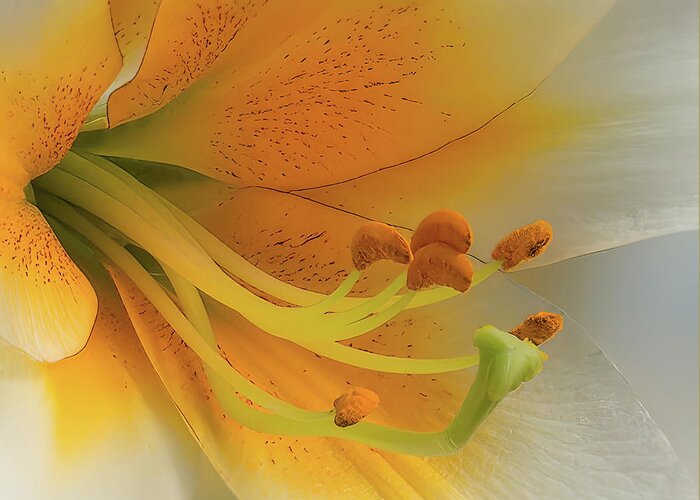 Daylily Greeting Card featuring the photograph Gold Daylily Close-up by Patti Deters