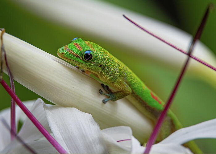 Gold Greeting Card featuring the photograph Gold Dust Gecko by Rick Mosher