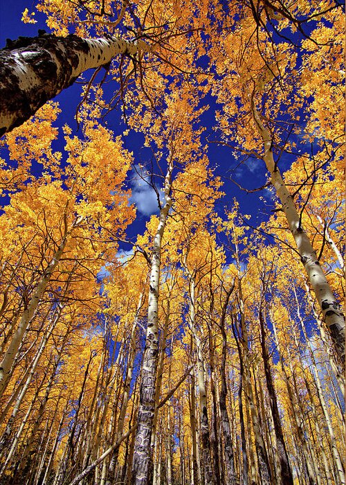 Fall Colors Greeting Card featuring the photograph Golden Aspens by Bob Falcone