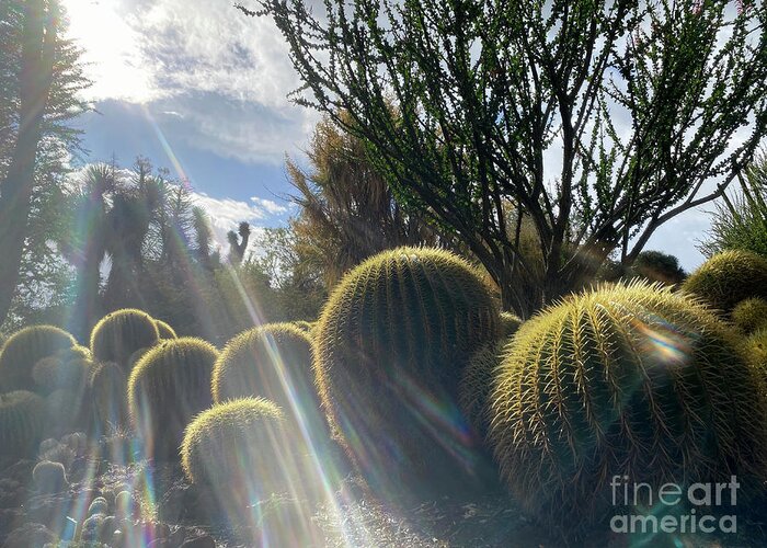 Cactus Greeting Card featuring the photograph Golden Barrel Cactus in Sun Beams by Katherine Erickson