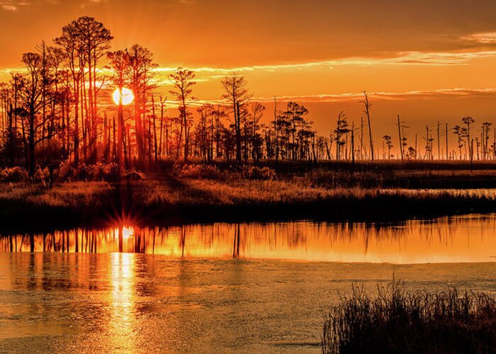 Golden Hour Greeting Card featuring the photograph Golden Blackwater by C Renee Martin