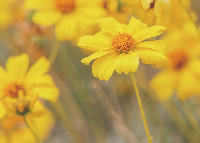 Spring Greeting Card featuring the photograph Golden Brittlebush by Teresa Wilson