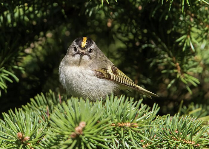 Golden-crowned-kinglet Greeting Card featuring the photograph Golden-crowned-Kinglet by Mircea Costina Photography