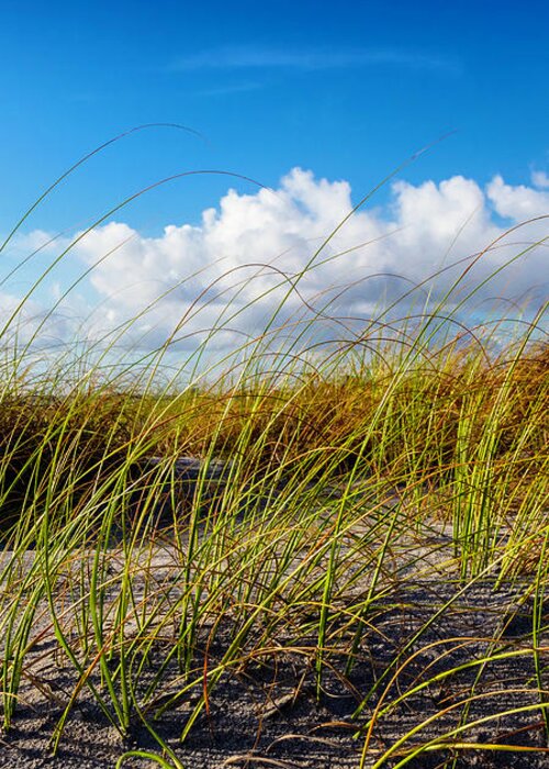 Clouds Greeting Card featuring the photograph Golden Dune Grasses II by Debra and Dave Vanderlaan