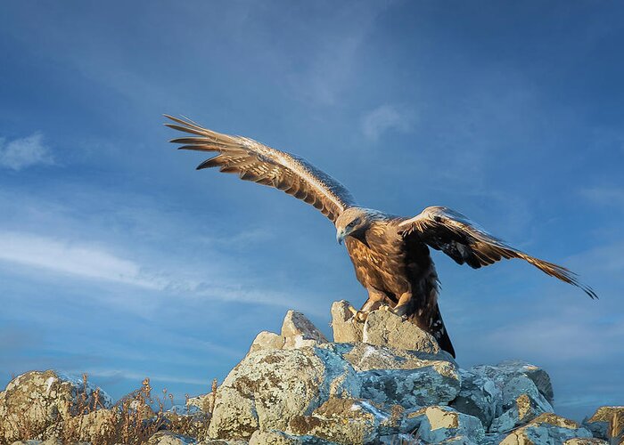 Accipitridae Greeting Card featuring the photograph Golden eagle by Jivko Nakev