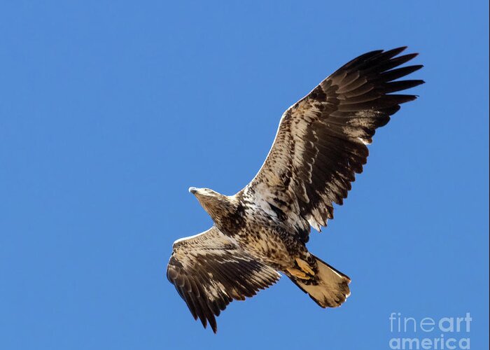 Nature Greeting Card featuring the photograph Juvenile Bald Eagle Soaring Overhead by Steven Krull