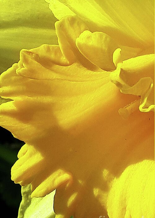 Daffodil Greeting Card featuring the photograph Golden Glory by Brenda Kean