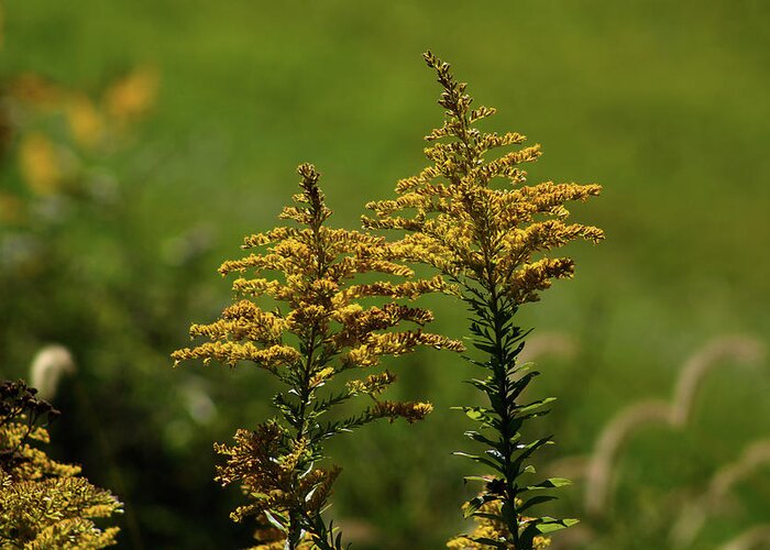 Goldenrod Greeting Card featuring the photograph Goldenrod in the Meadow by Christopher Reed