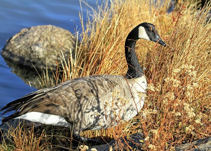 Canada Goose Greeting Card featuring the photograph Goose in the Grass by Donna Kennedy
