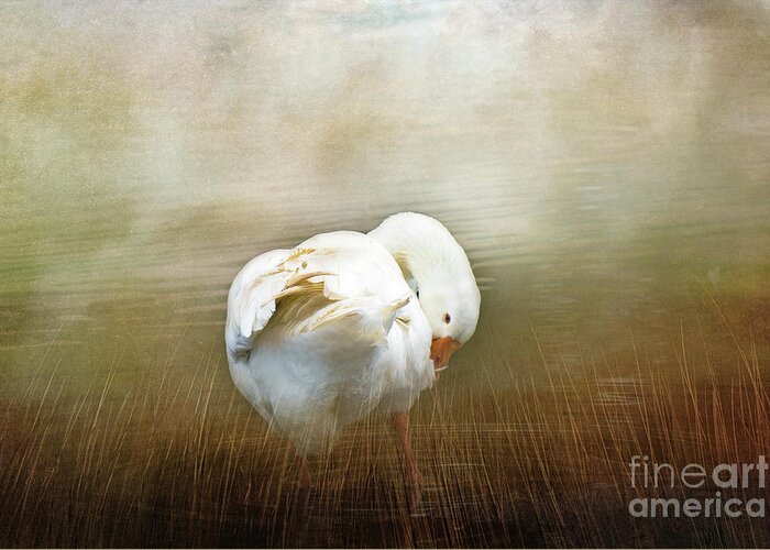 Goose Greeting Card featuring the photograph Goose with an Itch by Elaine Teague