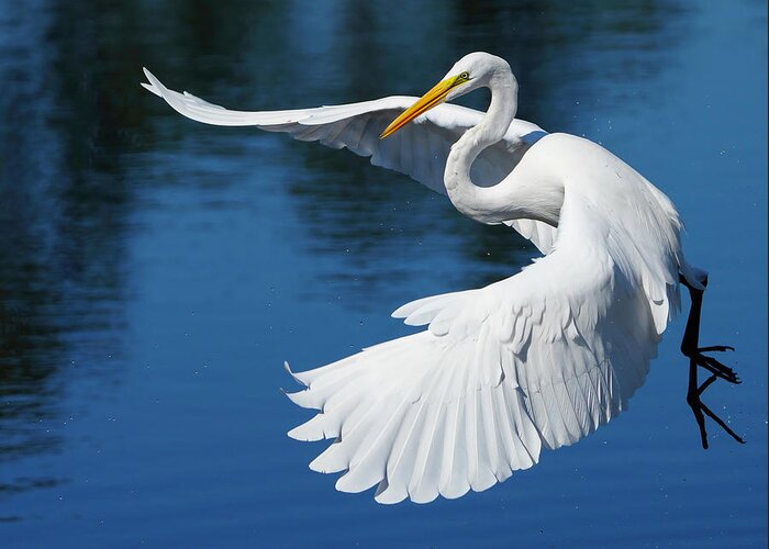 Birds Greeting Card featuring the photograph Graceful Great Egret by Larry Marshall