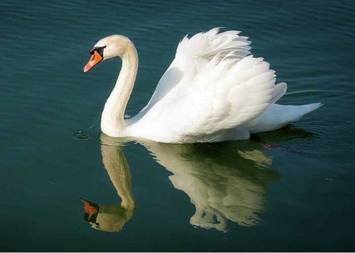 Swan Greeting Card featuring the photograph Graceful white swan floating by Tatiana Travelways
