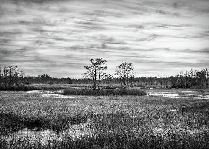Clouds Greeting Card featuring the photograph Grasses across the Everglades in Black and White by Debra and Dave Vanderlaan