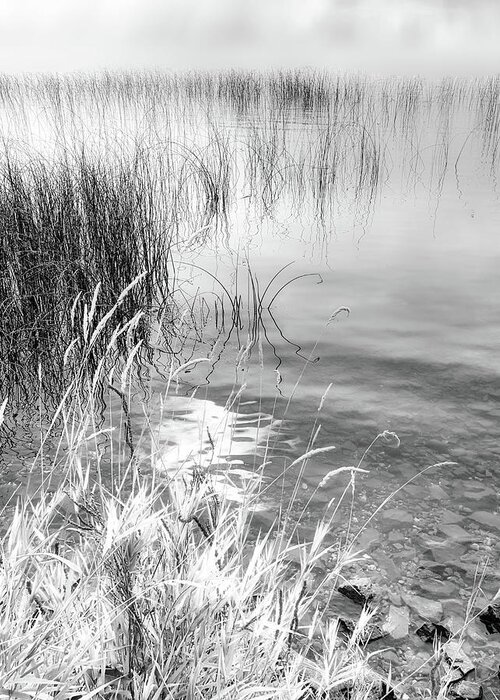 Black And White Photography Greeting Card featuring the photograph Grasses and Reeds Black and White by Allan Van Gasbeck