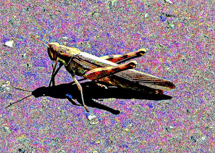 Grasshopper Greeting Card featuring the photograph Grasshopper by Andrew Lawrence