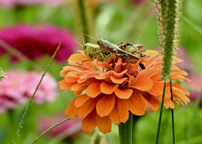 Grasshopper Love Greeting Card featuring the photograph Grasshopper Love by Kathy Chism