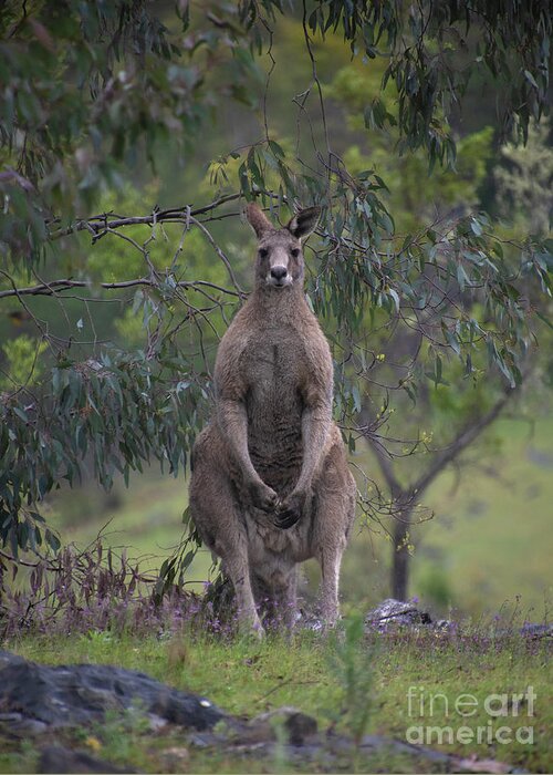 Australia Greeting Card featuring the photograph Gray Kangaroo by Patrick Nowotny