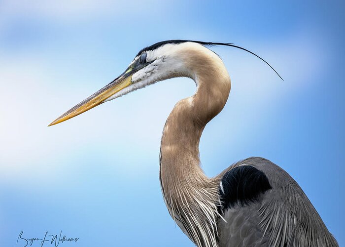 Bird Greeting Card featuring the photograph Great Blue Heron #2 by Bryan Williams