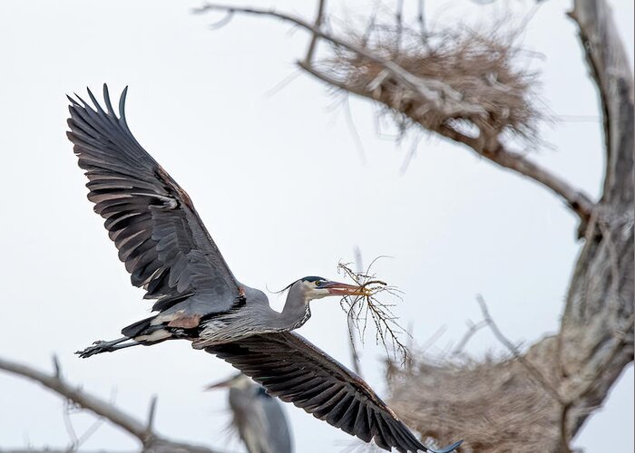 Stillwater Wildlife Refuge Greeting Card featuring the photograph Great Blue Heron 4 by Rick Mosher