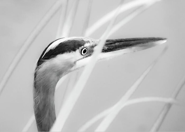 Great Blue Heron Greeting Card featuring the photograph Great Blue Heron 86B by Sally Fuller