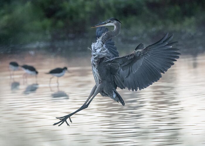 Great Blue Heron Greeting Card featuring the photograph Great Blue Heron 8755-012721-2 by Tam Ryan
