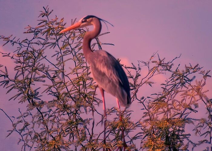 Arizona Greeting Card featuring the photograph Great Blue Heron - Artistic 6 by Judy Kennedy
