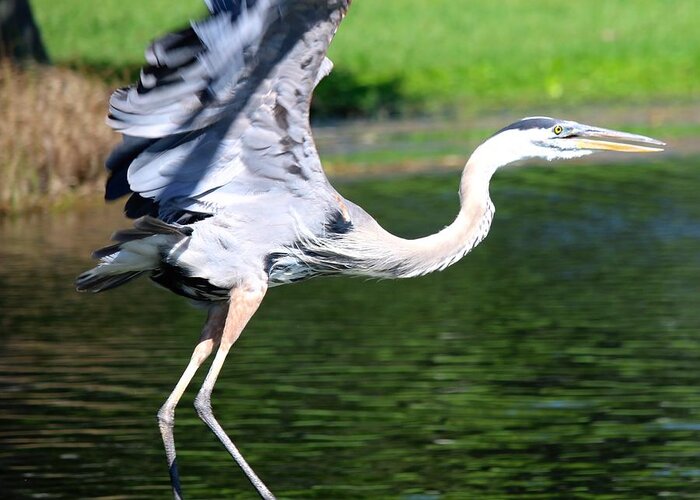 Great Greeting Card featuring the photograph Great Blue Heron at Venetian Gardens #7 by Philip And Robbie Bracco
