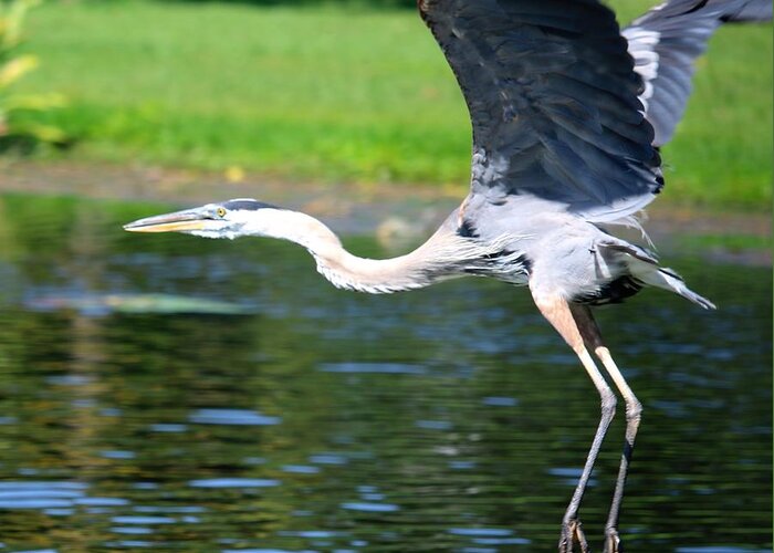 Great Greeting Card featuring the photograph Great Blue Heron at Venetian Gardens#8 by Philip And Robbie Bracco